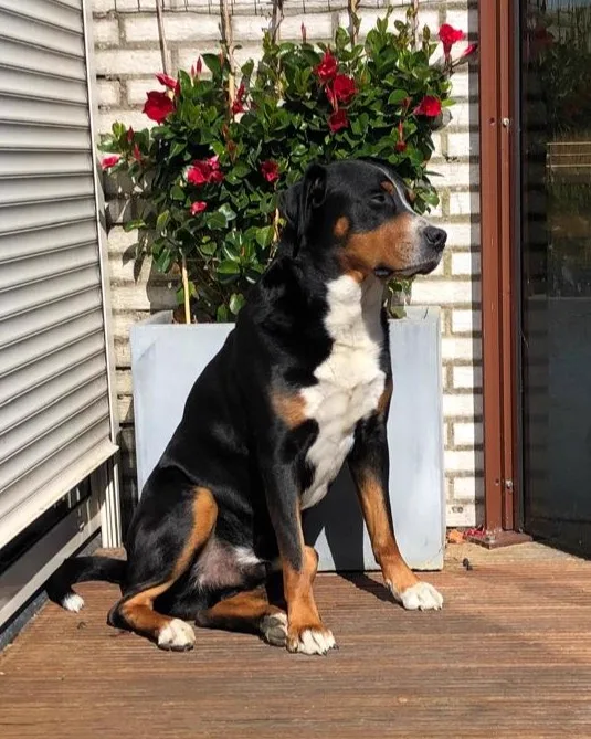 Diego
